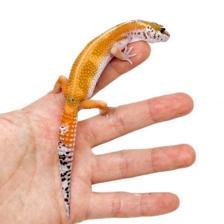 Eublepharis macularius "Super hypo tangerine" - Gecko léopard