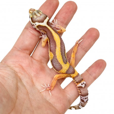 Eublepharis macularius "Bell albinos" - Gecko léopard
