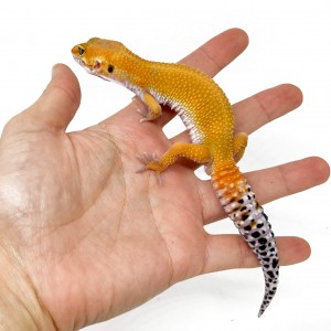 Eublepharis macularius...