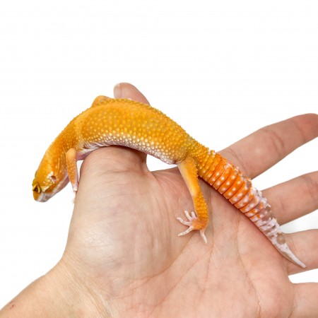 Eublepharis macularius "Sunglow" - Gecko léopard