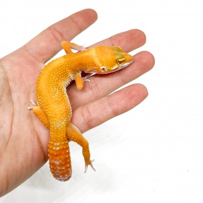 Eublepharis macularius "Sunglow" - Gecko léopard