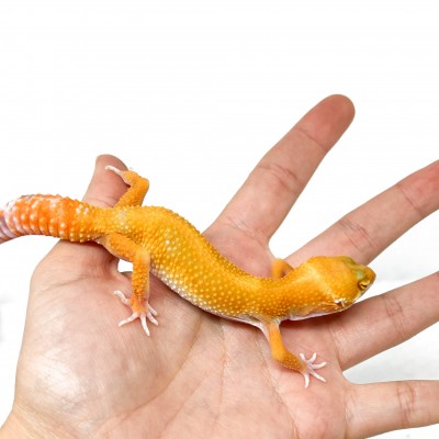 Eublepharis macularius "Sunglow" - Gecko léopard