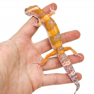 Eublepharis macularius "Lavender Sunglow" - Gecko léopard