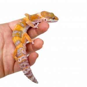 Eublepharis macularius...