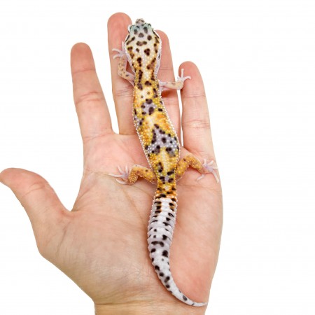 Eublepharis macularius "Jungle" - Gecko léopard