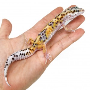 Eublepharis macularius...