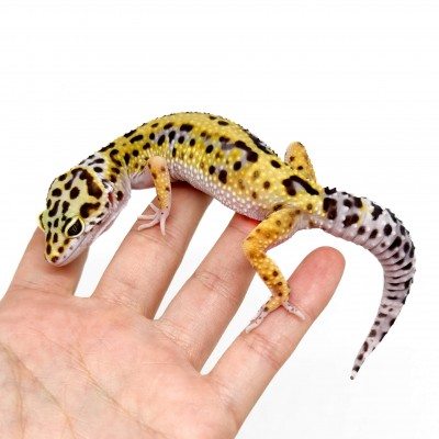 Eublepharis macularius "Jungle High Yellow" - Gecko léopard