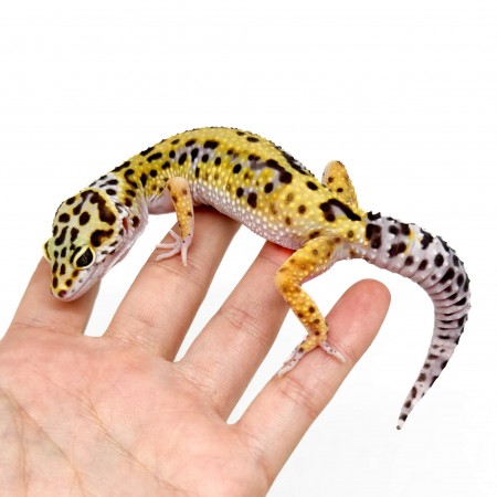 Eublepharis macularius "Jungle High Yellow" - Gecko léopard