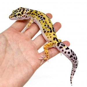 Eublepharis macularius...