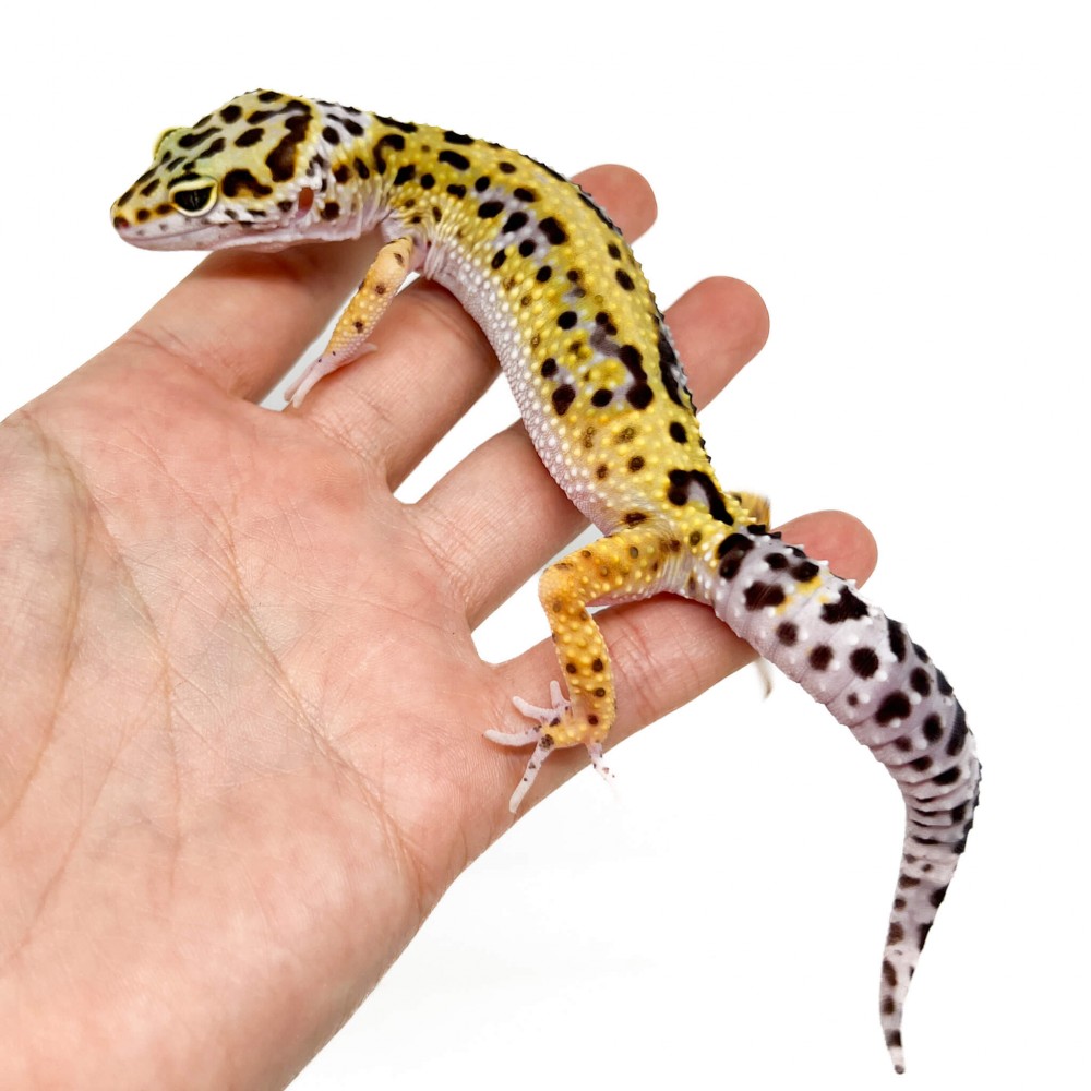 Eublepharis macularius "Jungle High Yellow" - Gecko léopard Eublepharis macularius "Jungle High Yellow" - Gecko léopard