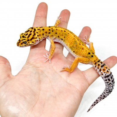 Eublepharis macularius "Hypo tangerine" - Gecko léopard