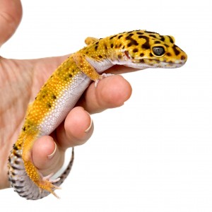 Eublepharis macularius...