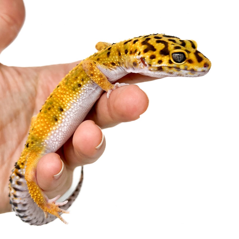 Eublepharis macularius "Hypo tangerine" - Gecko léopard Eublepharis macularius "Hypo tangerine" - Gecko léopard