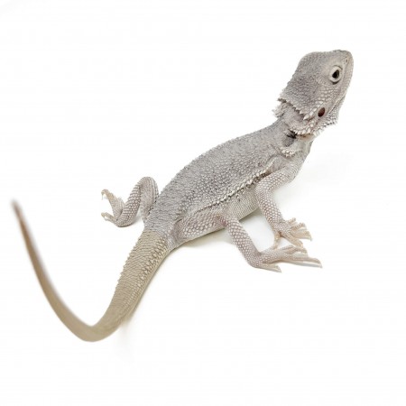Pogona vitticeps "Hypo Zero" - Agame barbu