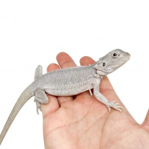 Pogona vitticeps "Hypo...