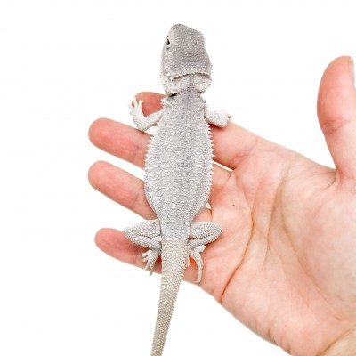 Pogona vitticeps "Hypo Zero" - Agame barbu