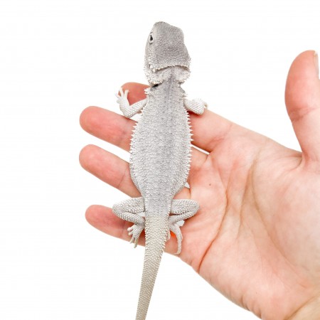 Pogona vitticeps "Hypo Zero" - Agame barbu