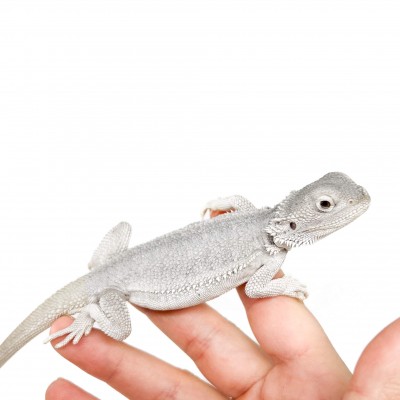 Pogona vitticeps "Hypo Zero" - Agame barbu