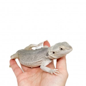 Pogona vitticeps "Hypo...