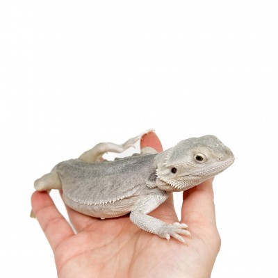 Pogona vitticeps "Hypo Zero" - Agame barbu
