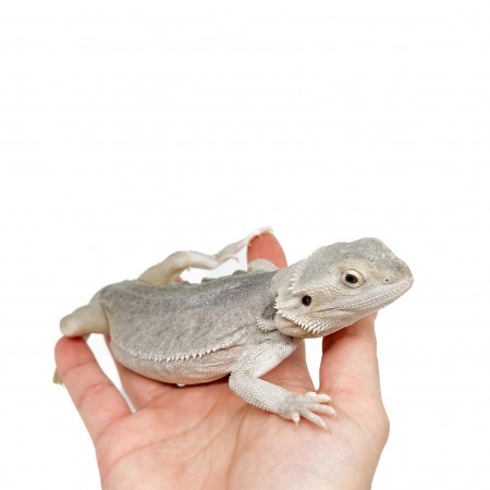 Pogona vitticeps "Hypo Zero" - Agame barbu
