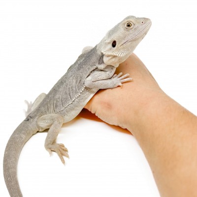 Pogona vitticeps "Hypo Zero" - Agame barbu