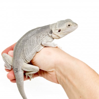 Pogona vitticeps "Hypo Zero" - Agame barbu