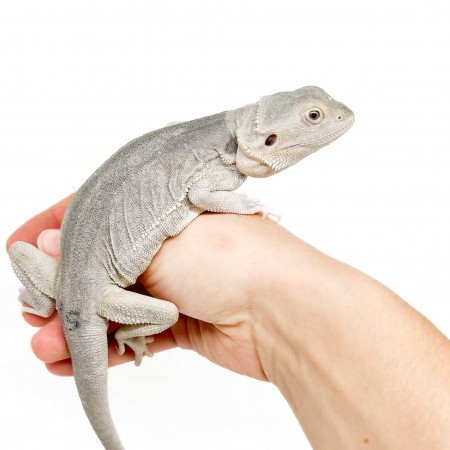 Pogona vitticeps "Hypo Zero" - Agame barbu