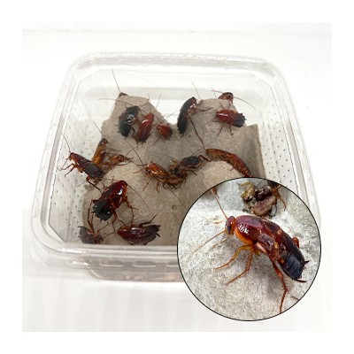 Blattes Red runner - Shelfordella tartara