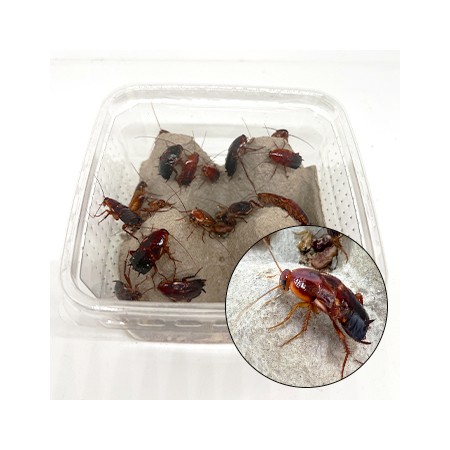 Blattes Red runner - Shelfordella tartara