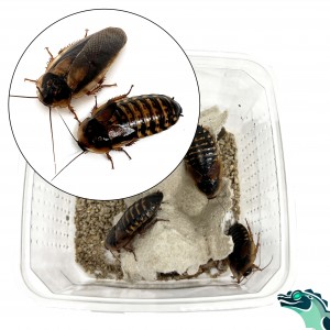 Blattes (Baptica dubia)