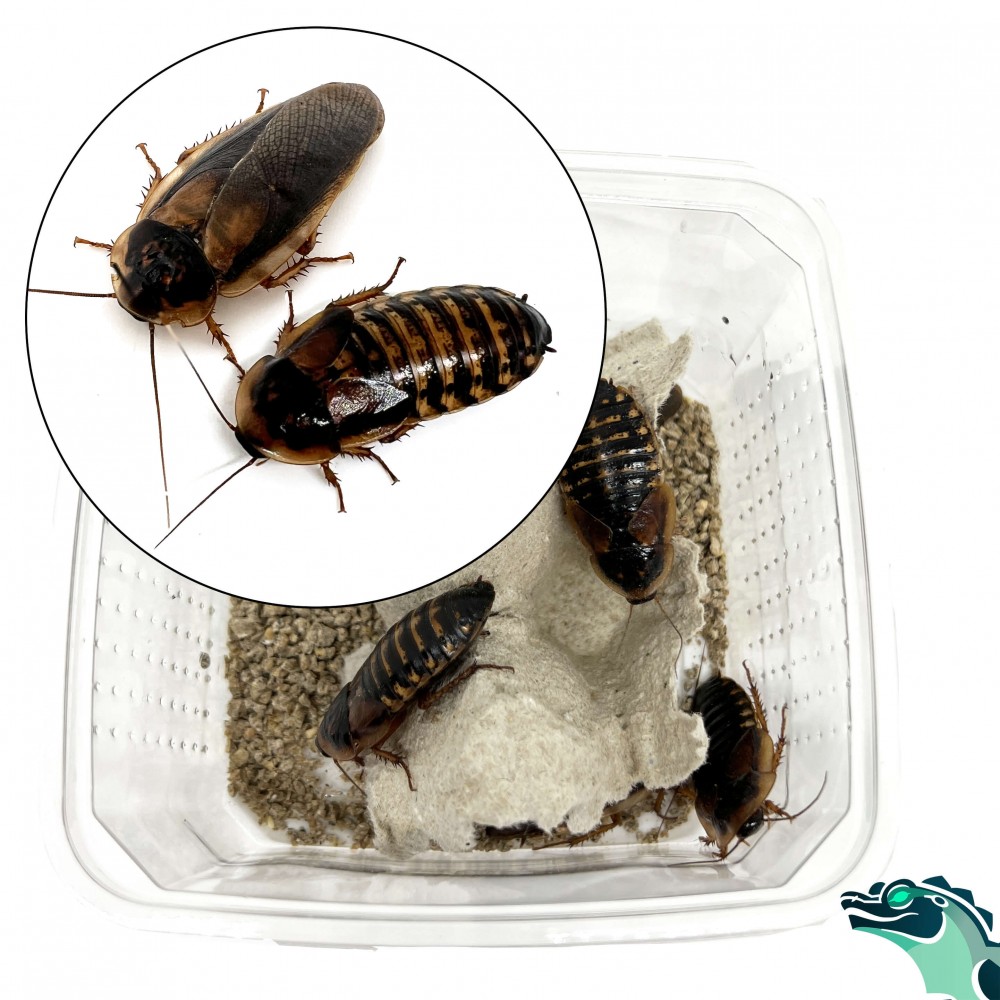 Blattes (Baptica dubia) Blattes (Baptica dubia)