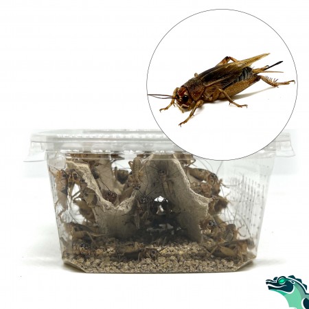 Grillons des steppes (Gryllus assimilis)