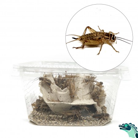 Grillons domestiques (Acheta domestica)