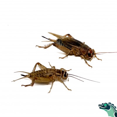 Grillons domestiques ou assimilis x1000 (Acheta domestica )