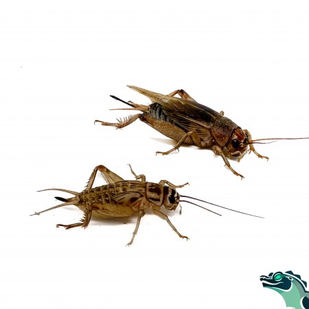 Grillons domestiques ou assimilis x1000 (Acheta domestica )