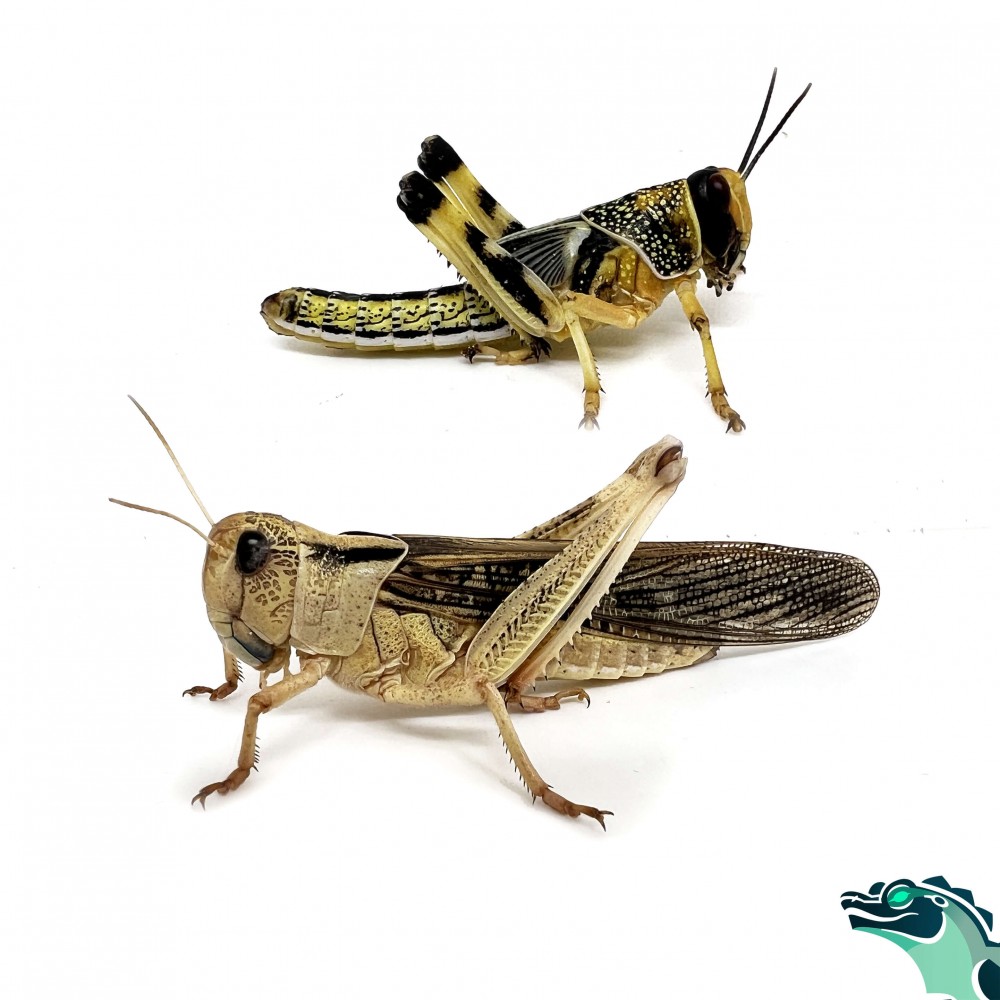 Criquets migrateurs x10 (Locusta migratoria) Criquets migrateurs x10 (Locusta migratoria)