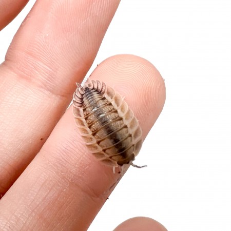 Porcellio spatulatus (Coros) - x5 Cloportes