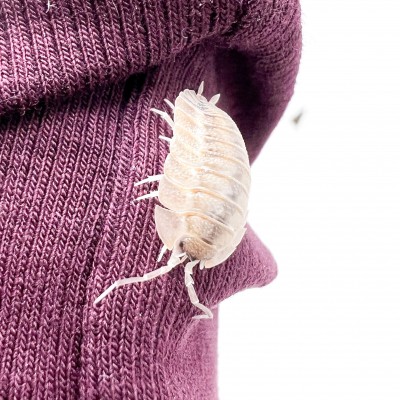 Porcellio spatulatus (Coros) - x5 Cloportes