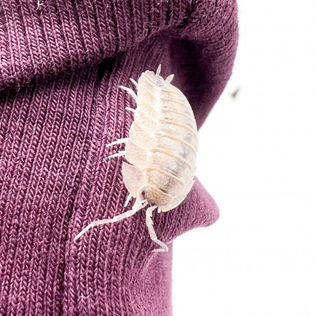 Porcellio spatulatus (Coros) - x5 Cloportes