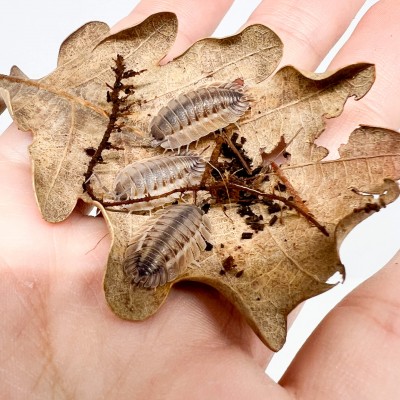 Porcellio spatulatus (Coros) - x5 Cloportes