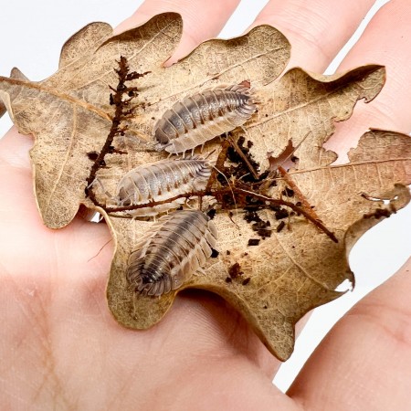 Porcellio spatulatus (Coros) - x5 Cloportes