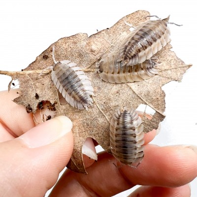 Porcellio spatulatus (Coros) - x5 Cloportes