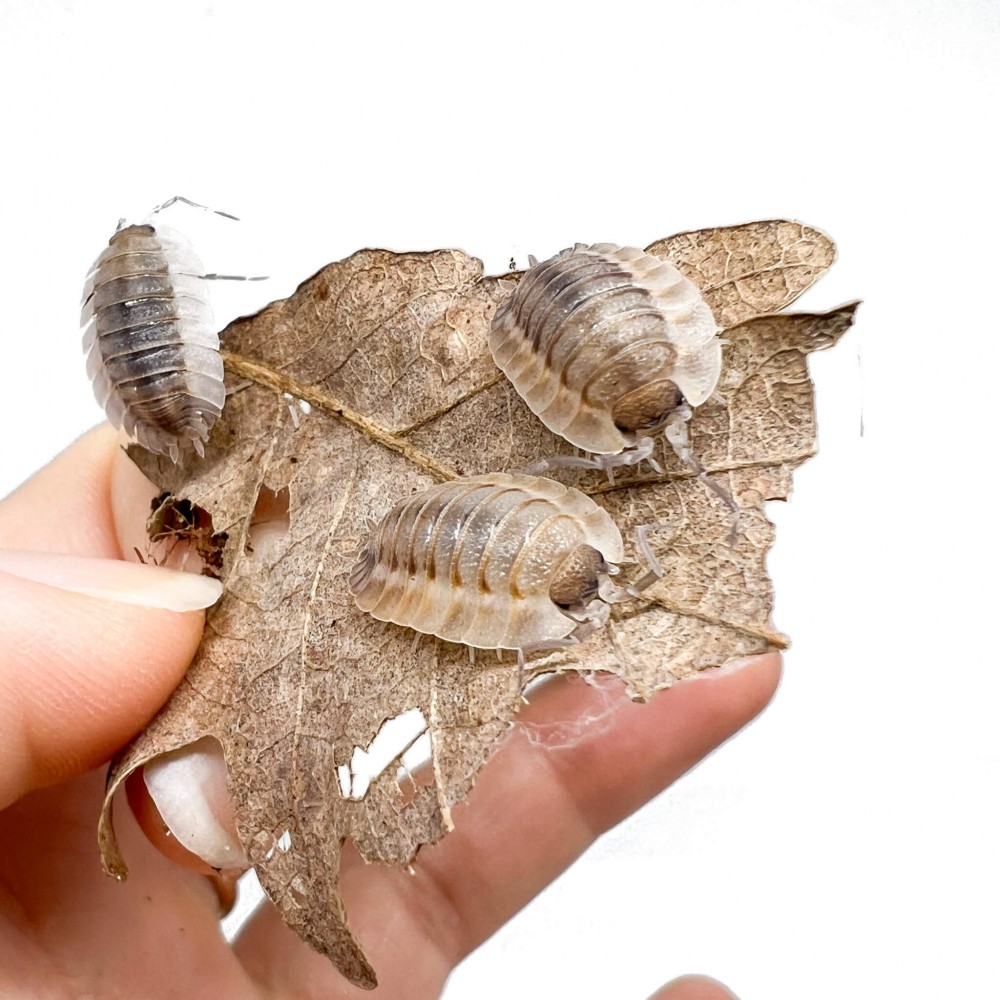Porcellio spatulatus (Coros) - Cloportes