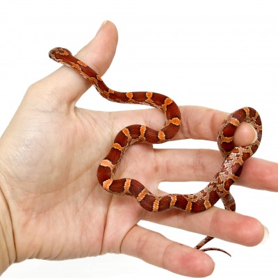 Pantherophis guttatus - Serpent des blés