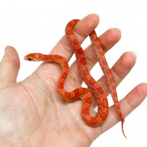 Pantherophis guttatus "Lava...