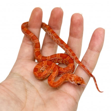 Pantherophis guttatus "Lava Sunkissed" - Serpent des blés