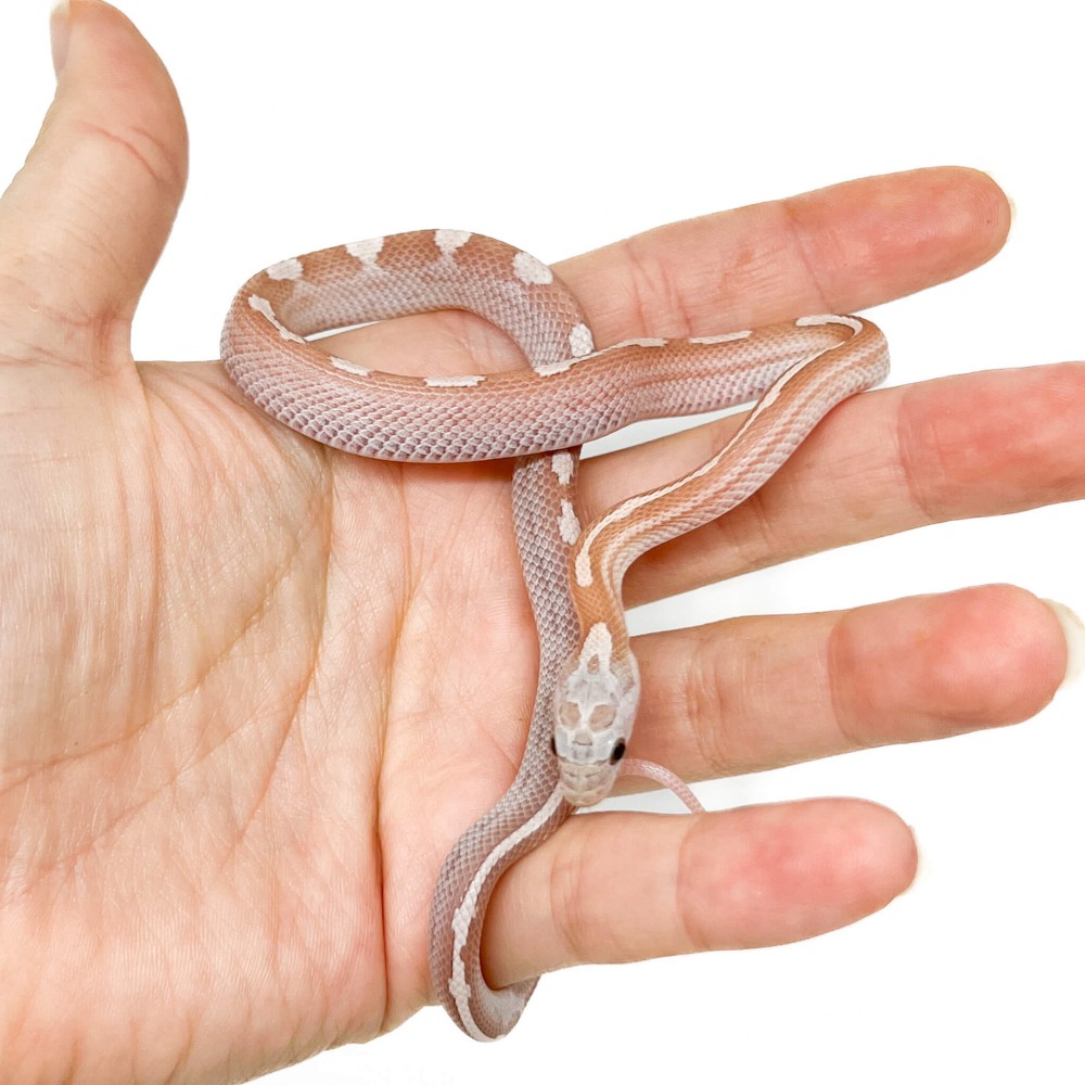 Pantherophis guttatus "Lavender Motley Stripe" - Serpent des blés