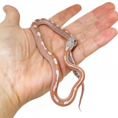 Pantherophis guttatus "Lavender Motley Stripe" - Serpent des blés