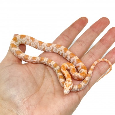 Pantherophis guttatus "Mandarin Sunkissed" - Serpent des blés